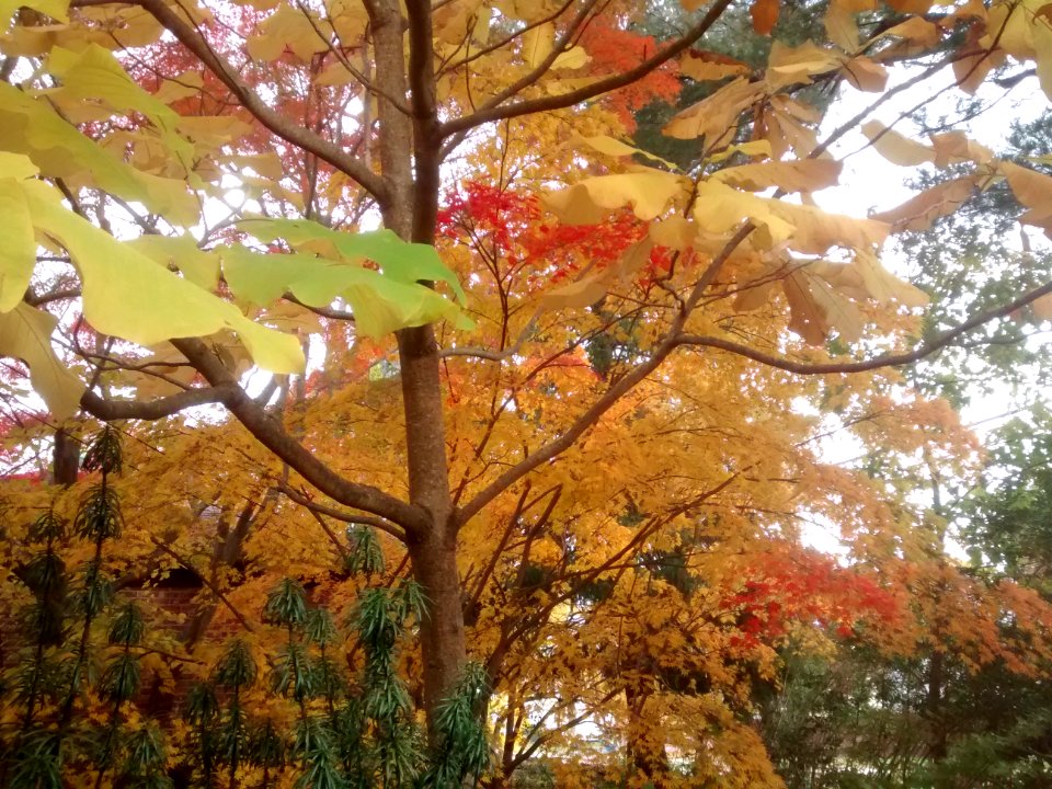 IMG 20151102 081113448