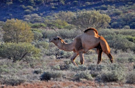 Wild camel II