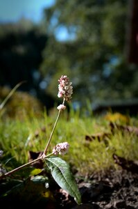 Autumn nature garden