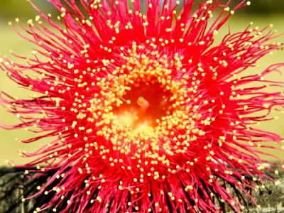 Eucalyptus flower