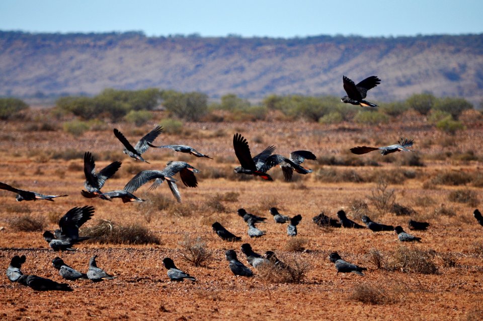 Red tailed black cockatoos