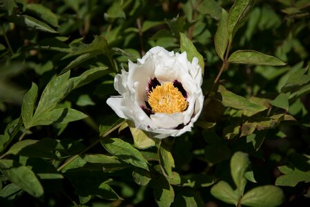 Flower natural peony