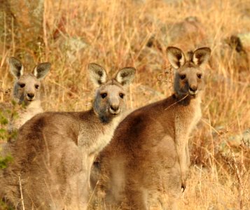 Eastern grey kangaroos photo