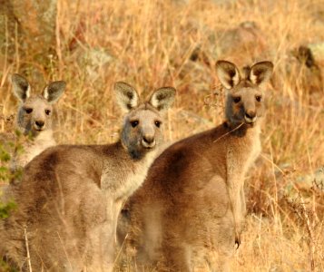 Eastern grey kangaroos