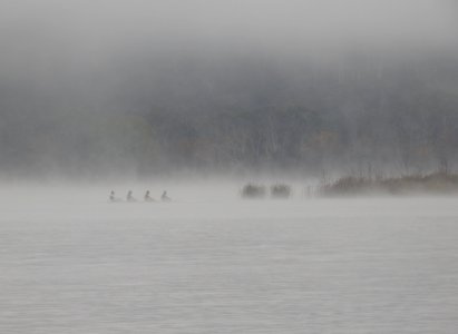 Foggy morning on the lake photo