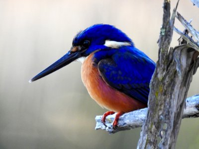 Azure kingfisher
