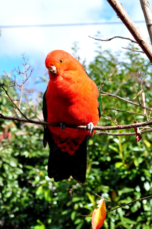 King Parrot