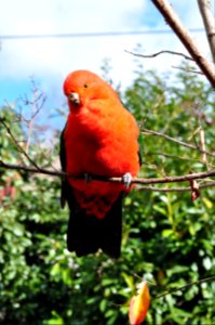 King Parrot