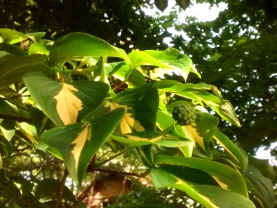 IMG 20150810 082947630