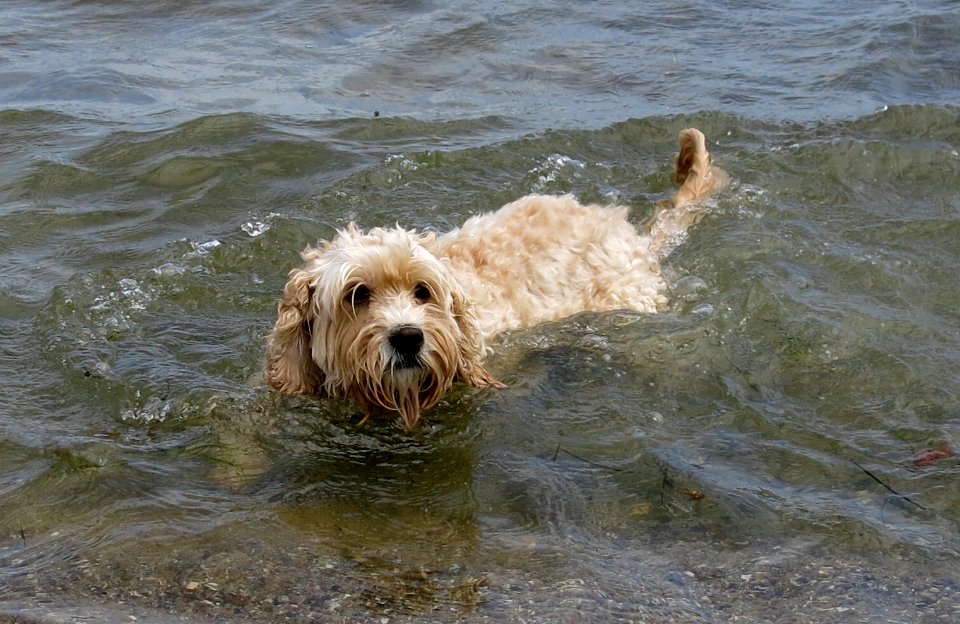 Maggie at Brighton Dog Beach