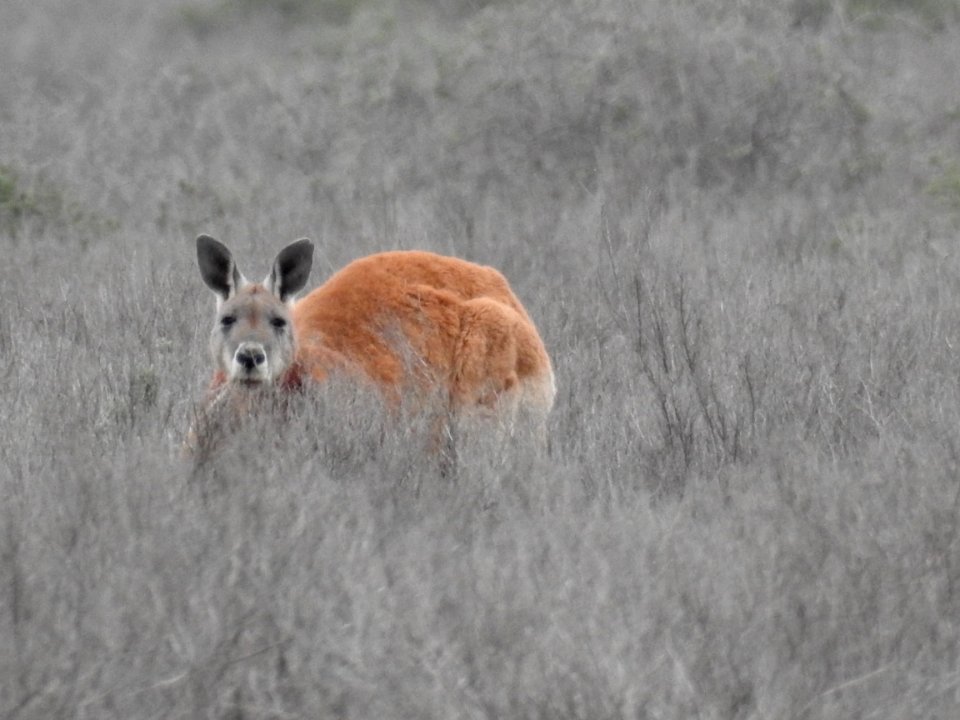 Red kangaroo (male)