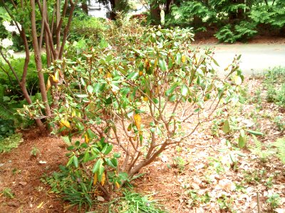 rhodo R5D form