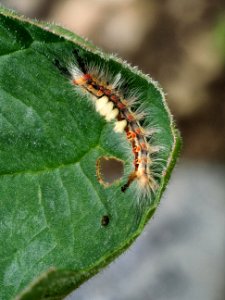 Schlehen-Bürstenspinner-Raupe - Orgyia antiqua