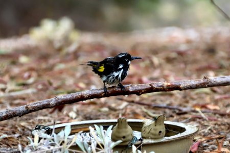New holland honeyeater