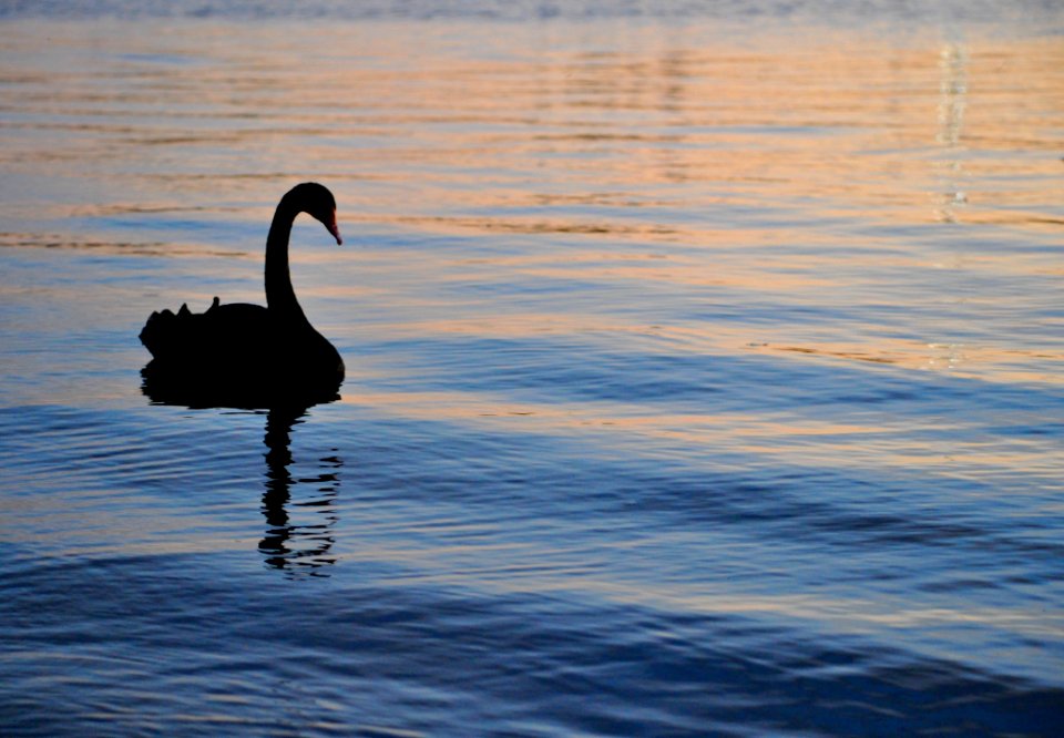 Swan on Lake Burley Griffin
