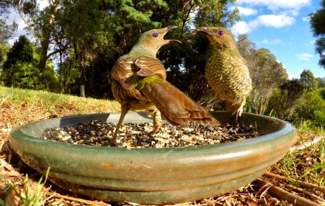 Satin bowerbirds