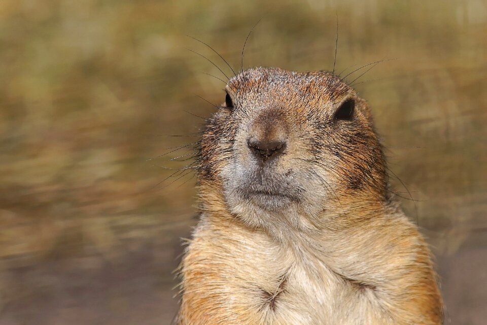 Rodents cynomys squirrel related
