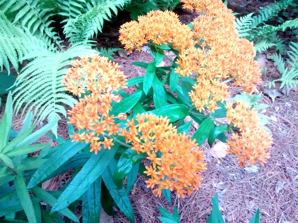 Asclepias tuberosa flowers