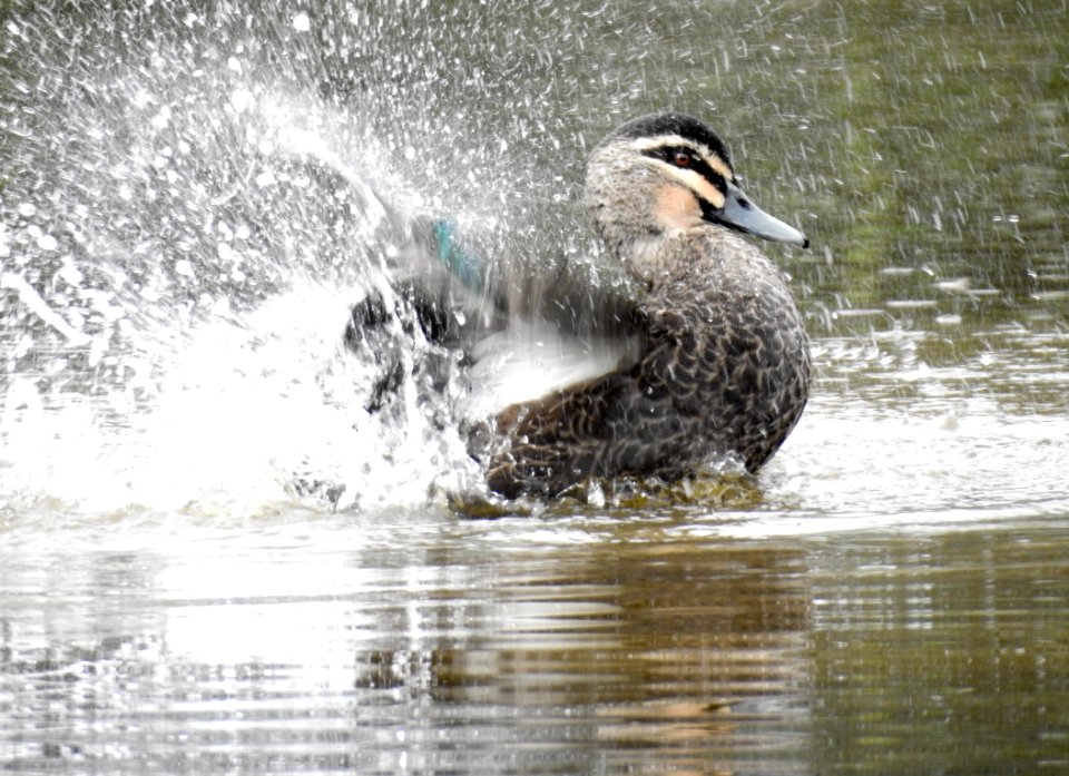 Pacific black duck