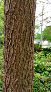 IMG 20150513 144215864 HDR