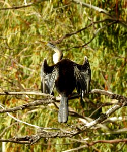 Darter (female) photo