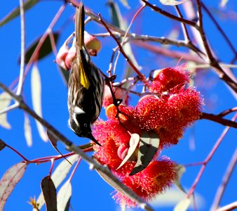 New Holland honeyeater