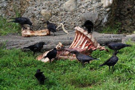 Aas dig crow