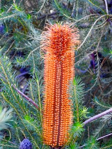 Banksia flower