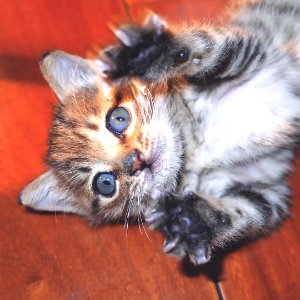 🐈