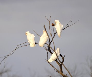 Little corellas