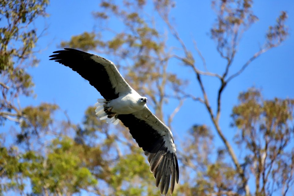 White-bellied sea eagle