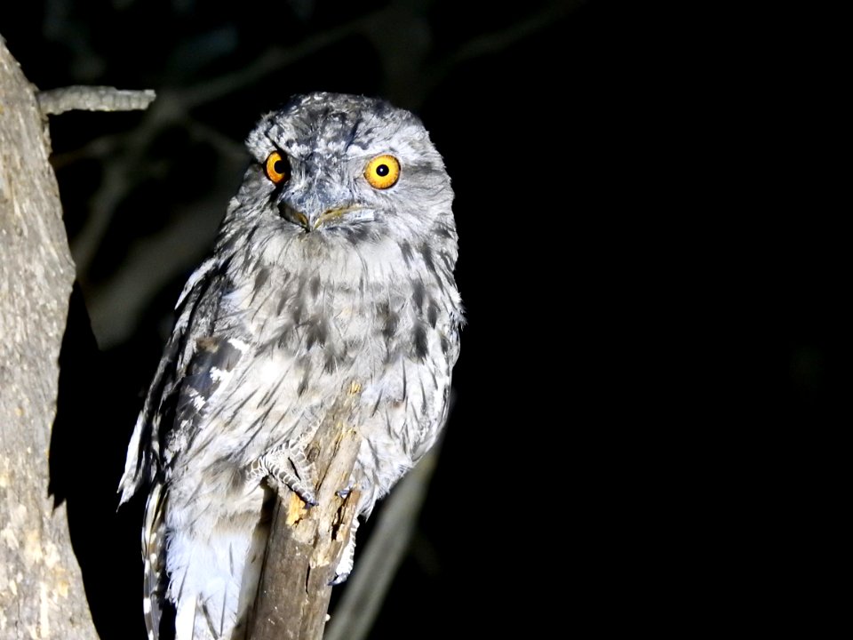 Tawny frogmouth photo