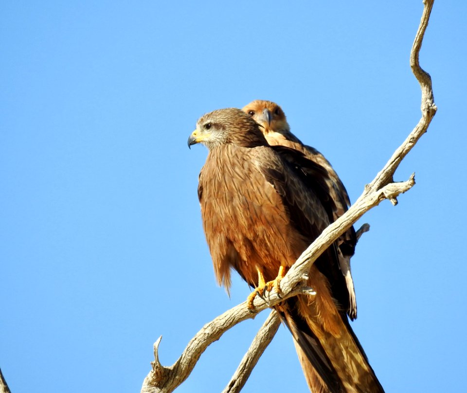 Whistling kite