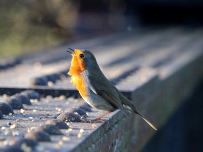 Robin