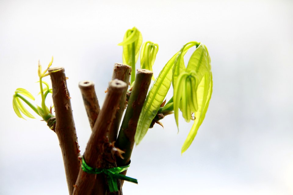 A small fortune tree