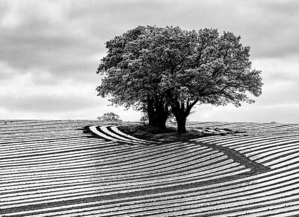 Cultivation in mono