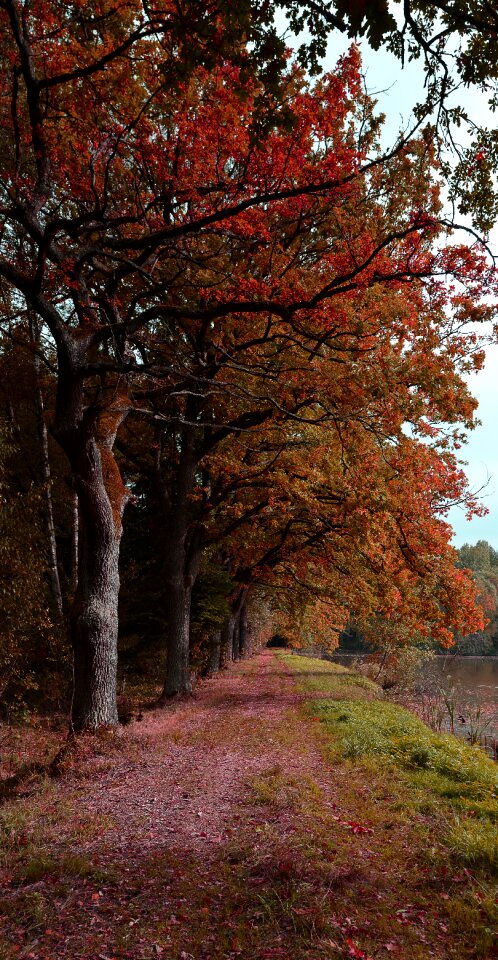 Trees foliage colors