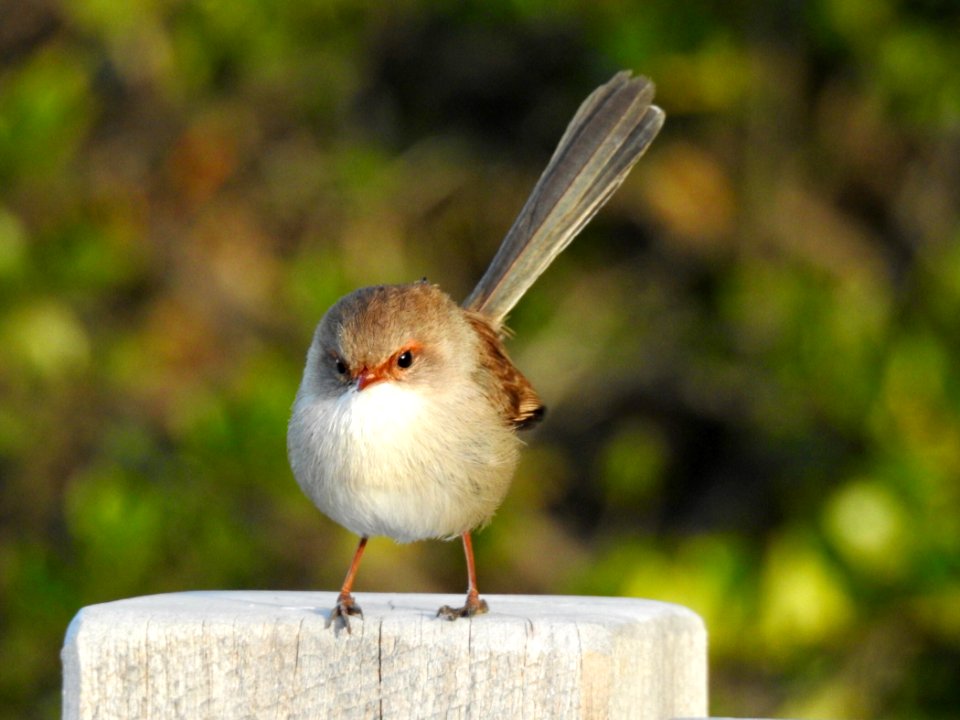 Female superb fairy-wren