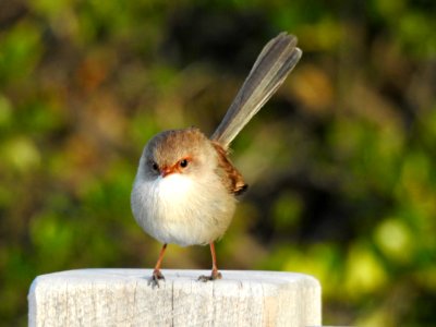 Female superb fairy-wren