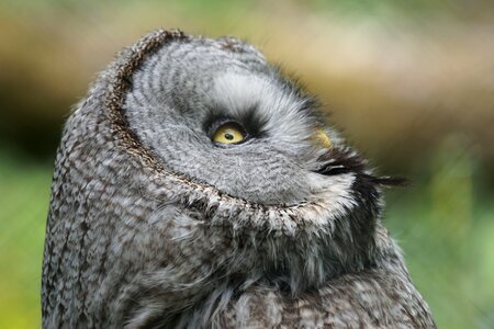 Owl fascinating way