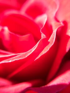 Red rose flower roses