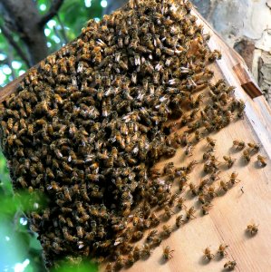 European honey bees