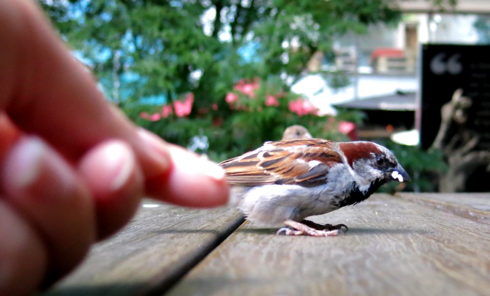 These sparrows were happy to be hand fed rice from my sushi roll