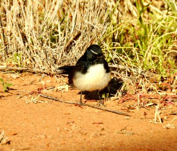 Willie wagtail