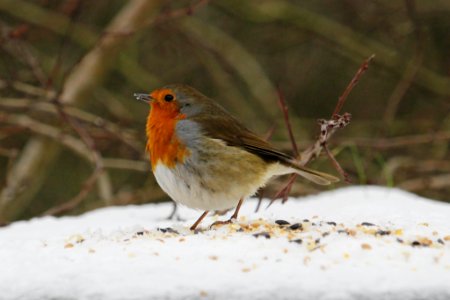 "My feet are freezing". photo