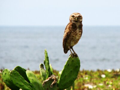 Animals tropical birds animal