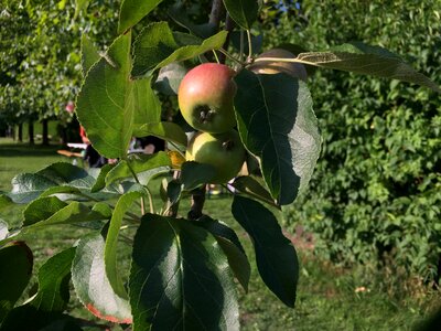 Fruit tree most