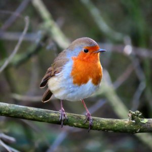 Christmas Eve Robin. photo