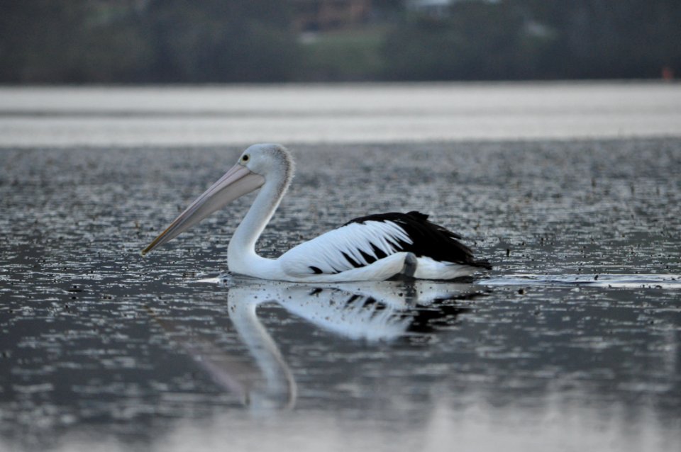 Pelican on Wagonga Inlet