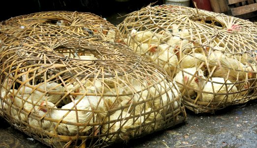 Chickens at market in Yangon